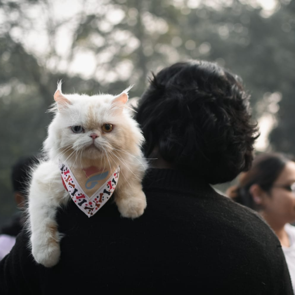 Animal Welfare