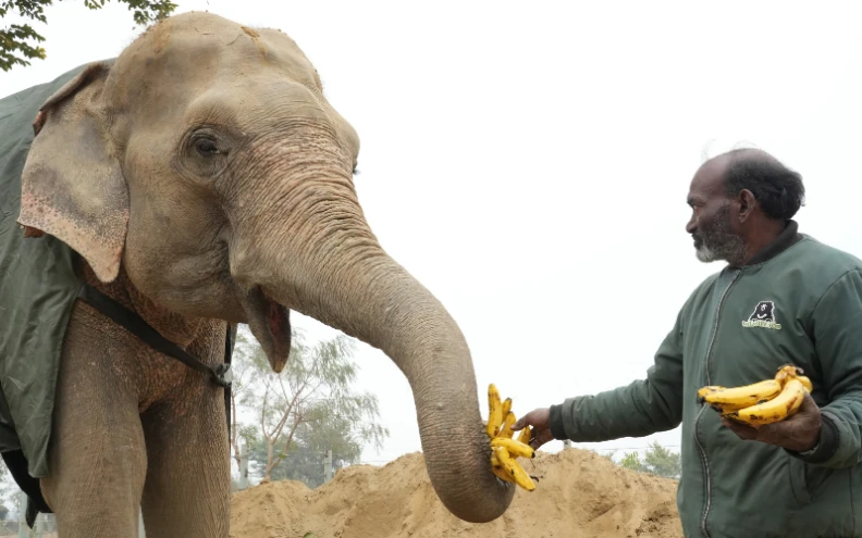 Karuna-Animal-Welfare